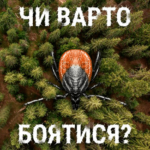 Lyme_Dubrovskyi