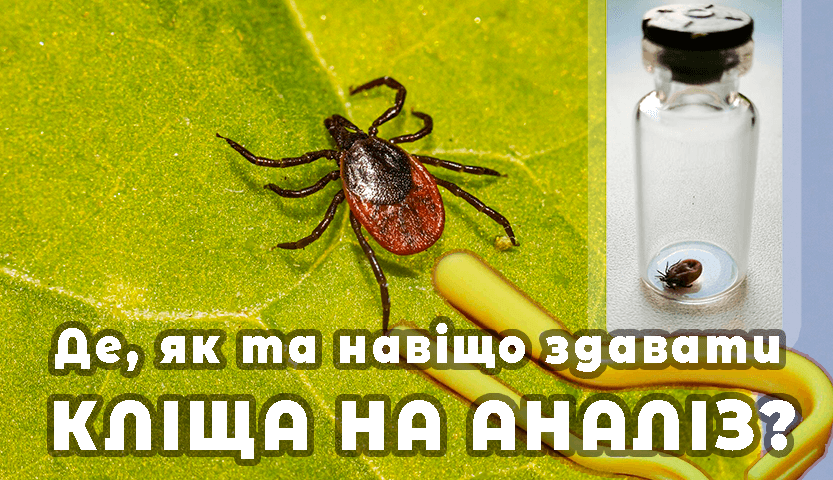 Здати кліща в Києві на бореліоз