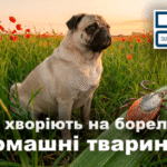 Бореліоз та домашні тварини - блог Дубровського