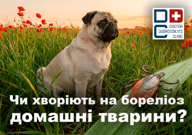 Бореліоз та домашні тварини - блог Дубровського